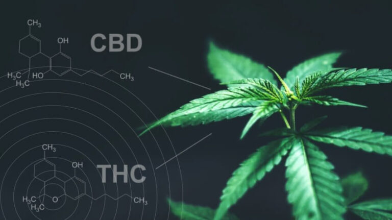 Read more about the article CBD: What does Broad Spectrum mean?